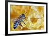 A Bee on A Honeycomb-mady70-Framed Photographic Print