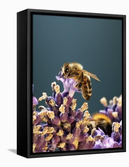 A Bee on a Lavender Flower-Chris Sch?fer-Framed Stretched Canvas