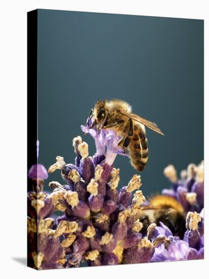 A Bee on a Lavender Flower-Chris Sch?fer-Stretched Canvas