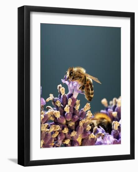 A Bee on a Lavender Flower-Chris Sch?fer-Framed Photographic Print