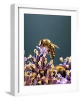 A Bee on a Lavender Flower-Chris Sch?fer-Framed Photographic Print