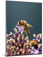 A Bee on a Lavender Flower-Chris Sch?fer-Mounted Photographic Print