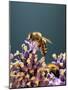 A Bee on a Lavender Flower-Chris Sch?fer-Mounted Photographic Print