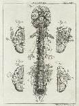 Brain and Spinal Column-A. Bell-Framed Stretched Canvas