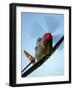 A Bell P-63 Kingcobra in Flight-Stocktrek Images-Framed Photographic Print