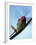 A Bell P-63 Kingcobra in Flight-Stocktrek Images-Framed Photographic Print