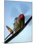 A Bell P-63 Kingcobra in Flight-Stocktrek Images-Mounted Photographic Print