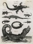 Reptile, Salamander-A Bell-Art Print