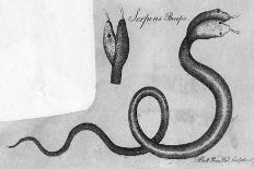 Reptile, Salamander-A Bell-Art Print