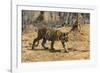 A Bengal tiger (Panthera tigris tigris) walking, Bandhavgarh National Park, Madhya Pradesh, India,-Sergio Pitamitz-Framed Photographic Print