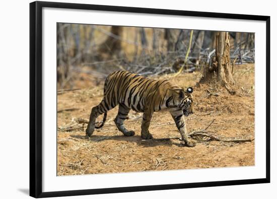 A Bengal tiger (Panthera tigris tigris) walking, Bandhavgarh National Park, Madhya Pradesh, India,-Sergio Pitamitz-Framed Photographic Print