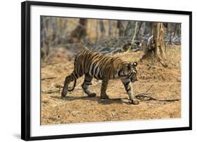 A Bengal tiger (Panthera tigris tigris) walking, Bandhavgarh National Park, Madhya Pradesh, India,-Sergio Pitamitz-Framed Photographic Print