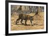 A Bengal tiger (Panthera tigris tigris) walking, Bandhavgarh National Park, Madhya Pradesh, India,-Sergio Pitamitz-Framed Photographic Print