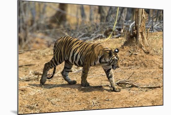 A Bengal tiger (Panthera tigris tigris) walking, Bandhavgarh National Park, Madhya Pradesh, India,-Sergio Pitamitz-Mounted Photographic Print