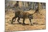 A Bengal tiger (Panthera tigris tigris) walking, Bandhavgarh National Park, Madhya Pradesh, India,-Sergio Pitamitz-Mounted Photographic Print