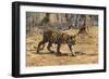 A Bengal tiger (Panthera tigris tigris) walking, Bandhavgarh National Park, Madhya Pradesh, India,-Sergio Pitamitz-Framed Photographic Print