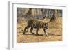 A Bengal tiger (Panthera tigris tigris) walking, Bandhavgarh National Park, Madhya Pradesh, India,-Sergio Pitamitz-Framed Photographic Print