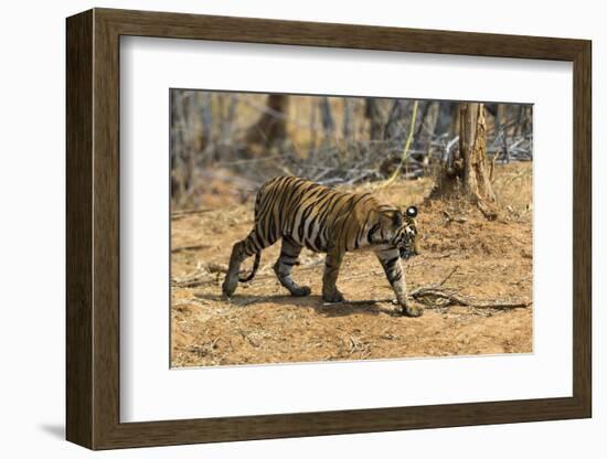 A Bengal tiger (Panthera tigris tigris) walking, Bandhavgarh National Park, Madhya Pradesh, India,-Sergio Pitamitz-Framed Photographic Print