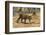 A Bengal tiger (Panthera tigris tigris) walking, Bandhavgarh National Park, Madhya Pradesh, India,-Sergio Pitamitz-Framed Photographic Print