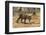 A Bengal tiger (Panthera tigris tigris) walking, Bandhavgarh National Park, Madhya Pradesh, India,-Sergio Pitamitz-Framed Photographic Print