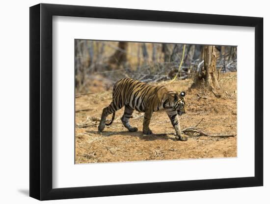 A Bengal tiger (Panthera tigris tigris) walking, Bandhavgarh National Park, Madhya Pradesh, India,-Sergio Pitamitz-Framed Photographic Print