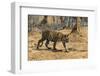 A Bengal tiger (Panthera tigris tigris) walking, Bandhavgarh National Park, Madhya Pradesh, India,-Sergio Pitamitz-Framed Photographic Print