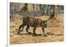 A Bengal tiger (Panthera tigris tigris) walking, Bandhavgarh National Park, Madhya Pradesh, India,-Sergio Pitamitz-Framed Photographic Print