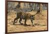 A Bengal tiger (Panthera tigris tigris) walking, Bandhavgarh National Park, Madhya Pradesh, India,-Sergio Pitamitz-Framed Photographic Print