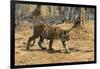 A Bengal tiger (Panthera tigris tigris) walking, Bandhavgarh National Park, Madhya Pradesh, India,-Sergio Pitamitz-Framed Photographic Print