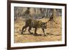 A Bengal tiger (Panthera tigris tigris) walking, Bandhavgarh National Park, Madhya Pradesh, India,-Sergio Pitamitz-Framed Photographic Print