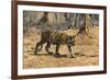 A Bengal tiger (Panthera tigris tigris) walking, Bandhavgarh National Park, Madhya Pradesh, India,-Sergio Pitamitz-Framed Photographic Print