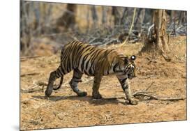 A Bengal tiger (Panthera tigris tigris) walking, Bandhavgarh National Park, Madhya Pradesh, India,-Sergio Pitamitz-Mounted Photographic Print