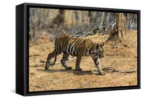 A Bengal tiger (Panthera tigris tigris) walking, Bandhavgarh National Park, Madhya Pradesh, India,-Sergio Pitamitz-Framed Stretched Canvas