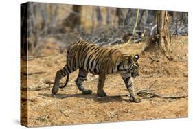 A Bengal tiger (Panthera tigris tigris) walking, Bandhavgarh National Park, Madhya Pradesh, India,-Sergio Pitamitz-Stretched Canvas