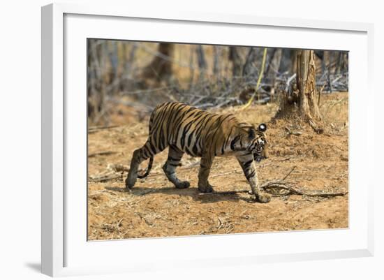 A Bengal tiger (Panthera tigris tigris) walking, Bandhavgarh National Park, Madhya Pradesh, India,-Sergio Pitamitz-Framed Photographic Print