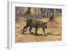 A Bengal tiger (Panthera tigris tigris) walking, Bandhavgarh National Park, Madhya Pradesh, India,-Sergio Pitamitz-Framed Photographic Print