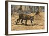 A Bengal tiger (Panthera tigris tigris) walking, Bandhavgarh National Park, Madhya Pradesh, India,-Sergio Pitamitz-Framed Photographic Print