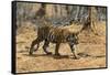 A Bengal tiger (Panthera tigris tigris) walking, Bandhavgarh National Park, Madhya Pradesh, India,-Sergio Pitamitz-Framed Stretched Canvas