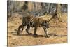 A Bengal tiger (Panthera tigris tigris) walking, Bandhavgarh National Park, Madhya Pradesh, India,-Sergio Pitamitz-Stretched Canvas