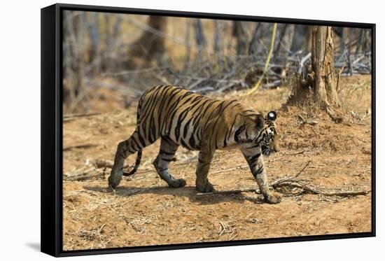 A Bengal tiger (Panthera tigris tigris) walking, Bandhavgarh National Park, Madhya Pradesh, India,-Sergio Pitamitz-Framed Stretched Canvas