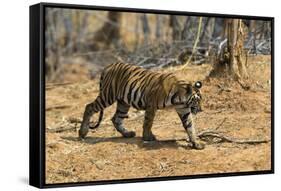 A Bengal tiger (Panthera tigris tigris) walking, Bandhavgarh National Park, Madhya Pradesh, India,-Sergio Pitamitz-Framed Stretched Canvas