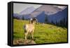 A Bighorn Sheep Pauses During Foraging on Logan Pass in Glacier National Park, Montana-Jason J. Hatfield-Framed Stretched Canvas