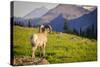 A Bighorn Sheep Pauses During Foraging on Logan Pass in Glacier National Park, Montana-Jason J. Hatfield-Stretched Canvas
