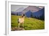 A Bighorn Sheep Pauses During Foraging on Logan Pass in Glacier National Park, Montana-Jason J. Hatfield-Framed Photographic Print