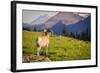 A Bighorn Sheep Pauses During Foraging on Logan Pass in Glacier National Park, Montana-Jason J. Hatfield-Framed Photographic Print