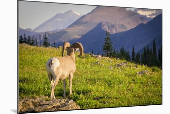 A Bighorn Sheep Pauses During Foraging on Logan Pass in Glacier National Park, Montana-Jason J. Hatfield-Mounted Photographic Print