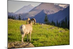 A Bighorn Sheep Pauses During Foraging on Logan Pass in Glacier National Park, Montana-Jason J. Hatfield-Mounted Photographic Print