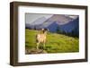 A Bighorn Sheep Pauses During Foraging on Logan Pass in Glacier National Park, Montana-Jason J. Hatfield-Framed Photographic Print