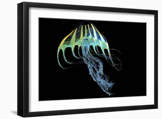 A Bioluminescent Jellyfish-Stocktrek Images-Framed Art Print