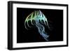 A Bioluminescent Jellyfish-Stocktrek Images-Framed Art Print